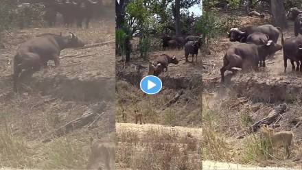 Lioness-Viral-Video