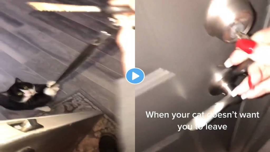 Cat-Video-Viral