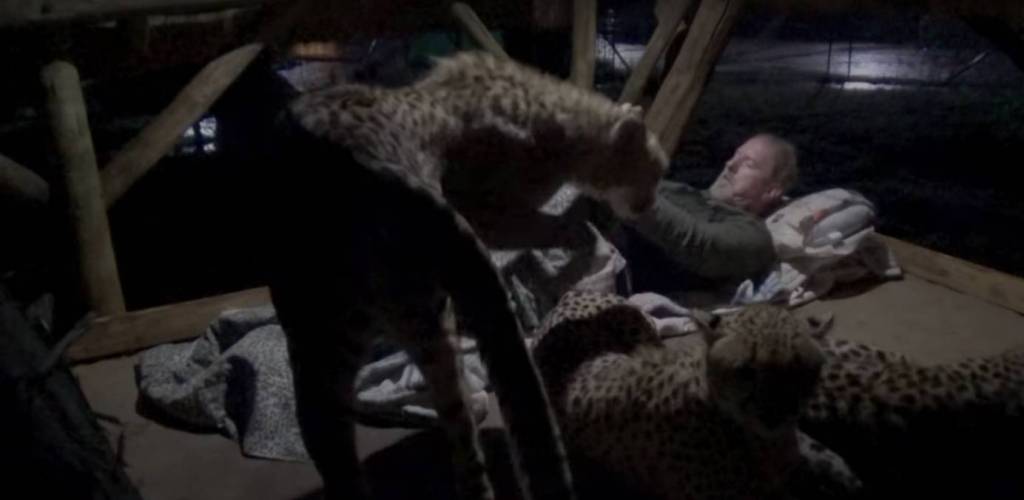 man-sleeping-with-cheetah