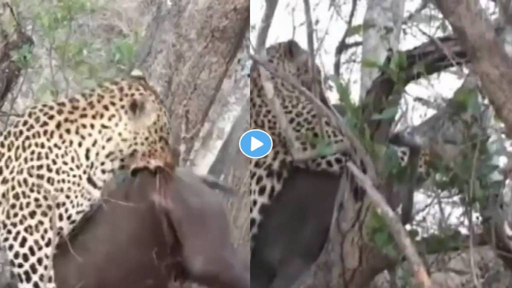 leopard-attack-viral-video