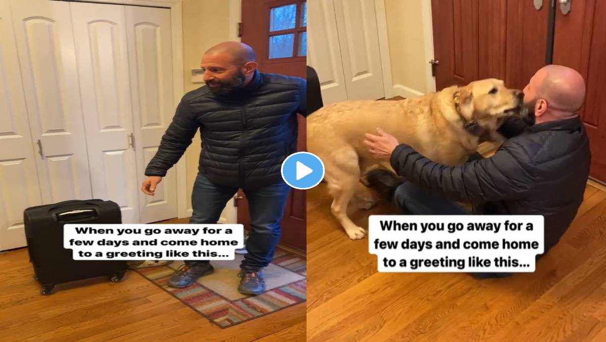 Dog-Viral-Video