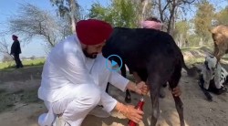 Video: बकरीचं दूध काढतानाचा मुख्यमंत्र्यांचा व्हिडीओ व्हायरल; कमेंट्सचा पडला पाऊस