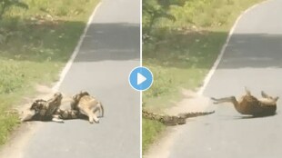 Python_Deer