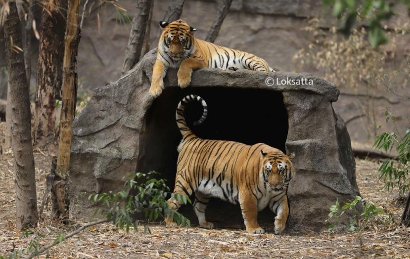 Rajiv Gandhi Zoological Park Pune Photos