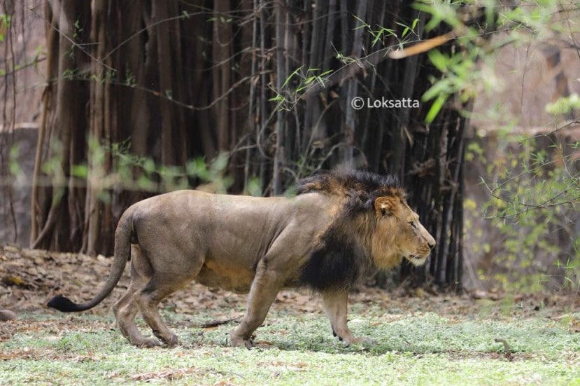 Rajiv Gandhi Zoological Park Pune Photos