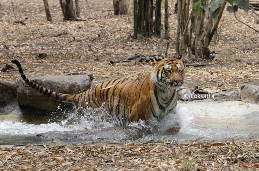 Rajiv Gandhi Zoological Park Pune Photos