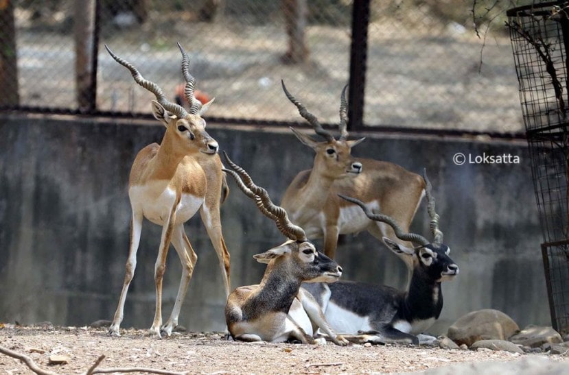 Rajiv Gandhi Zoological Park Pune Photos