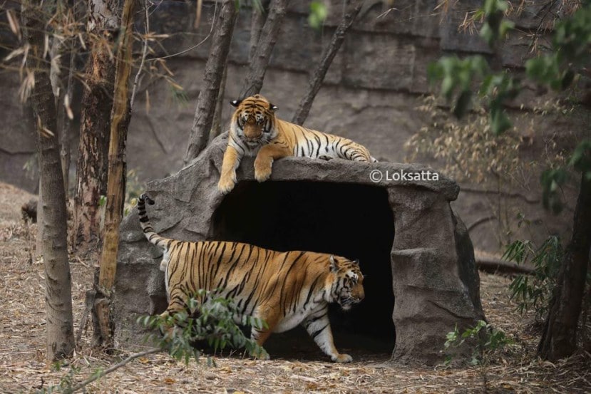 Rajiv Gandhi Zoological Park Pune Photos