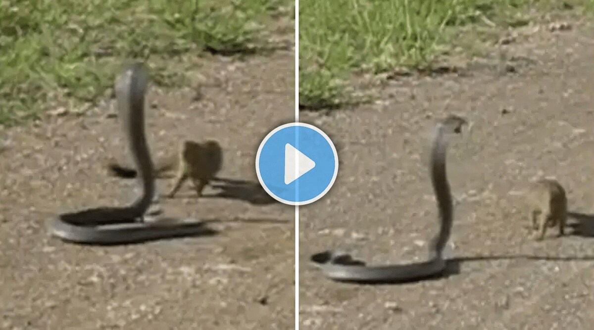 Snake_Mongoose