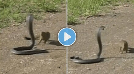 Snake_Mongoose