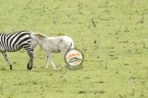 rare-zebra
