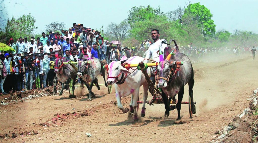 बदलापुरात बैलगाडा शर्यतींसाठी गर्दी; शहराला जत्रेचे स्वरूप, शेकडो बैलगाडा मालकांचा सहभाग