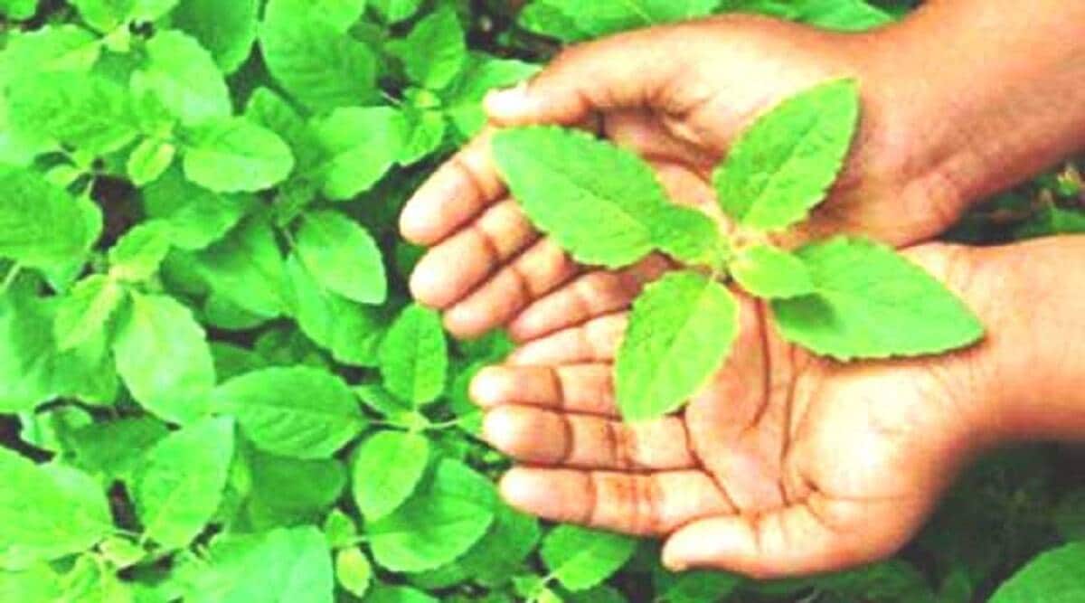 benefits-of-tulsi