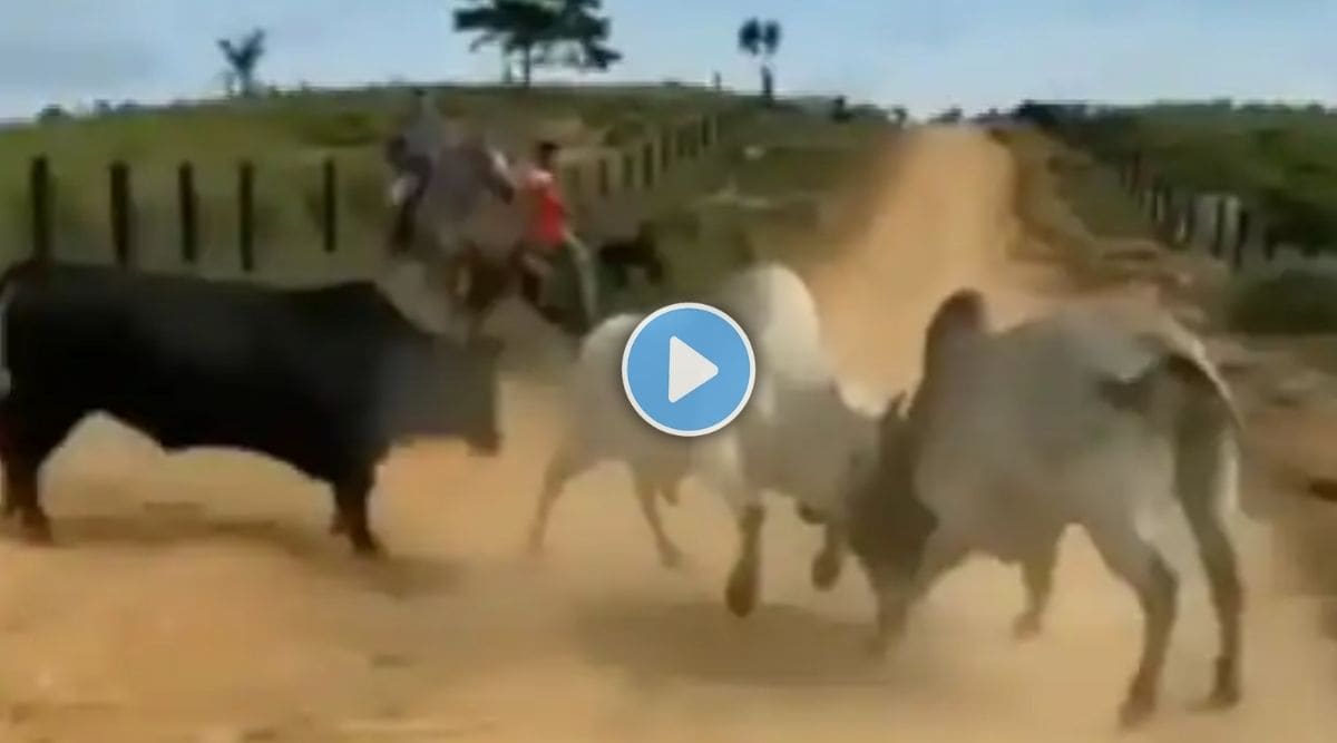 bull fighting video