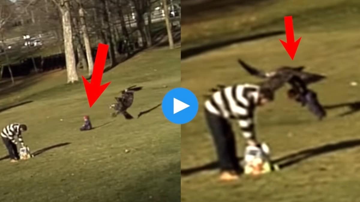 eagle bird viral video with child