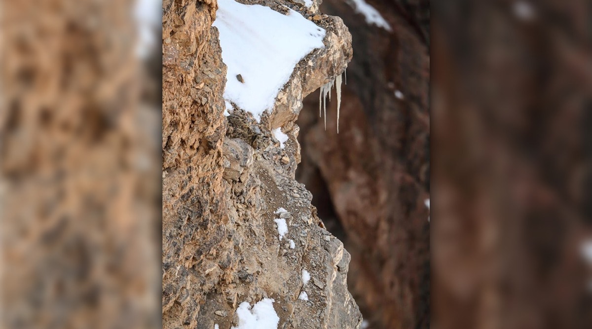 find out hidden leopard