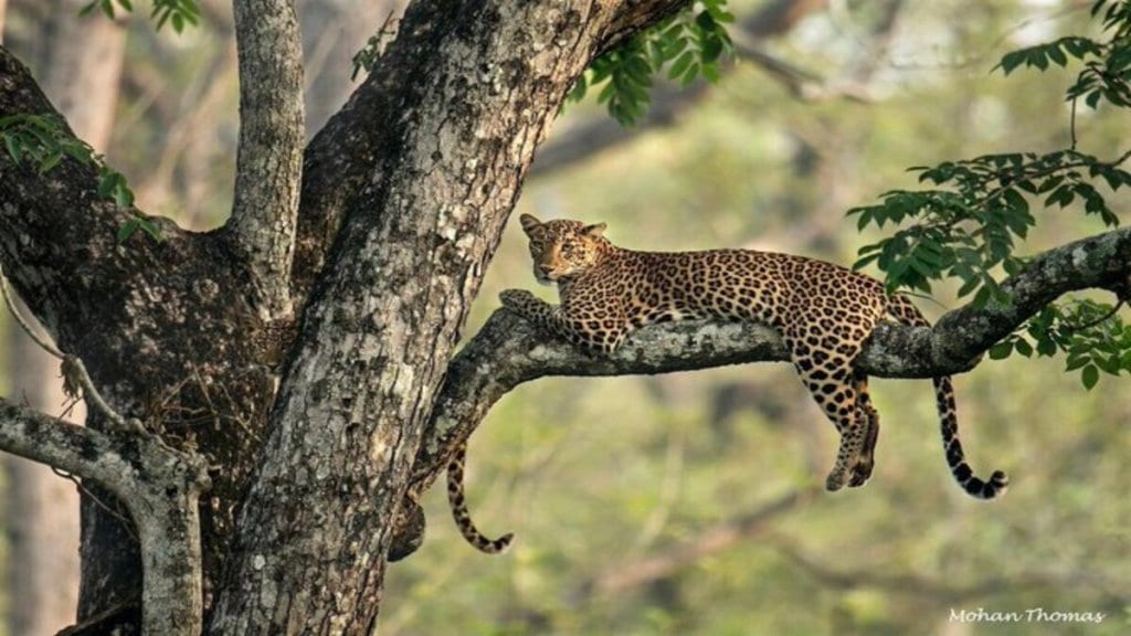 find out leopards