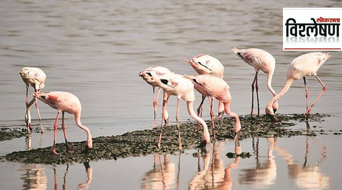flamingo