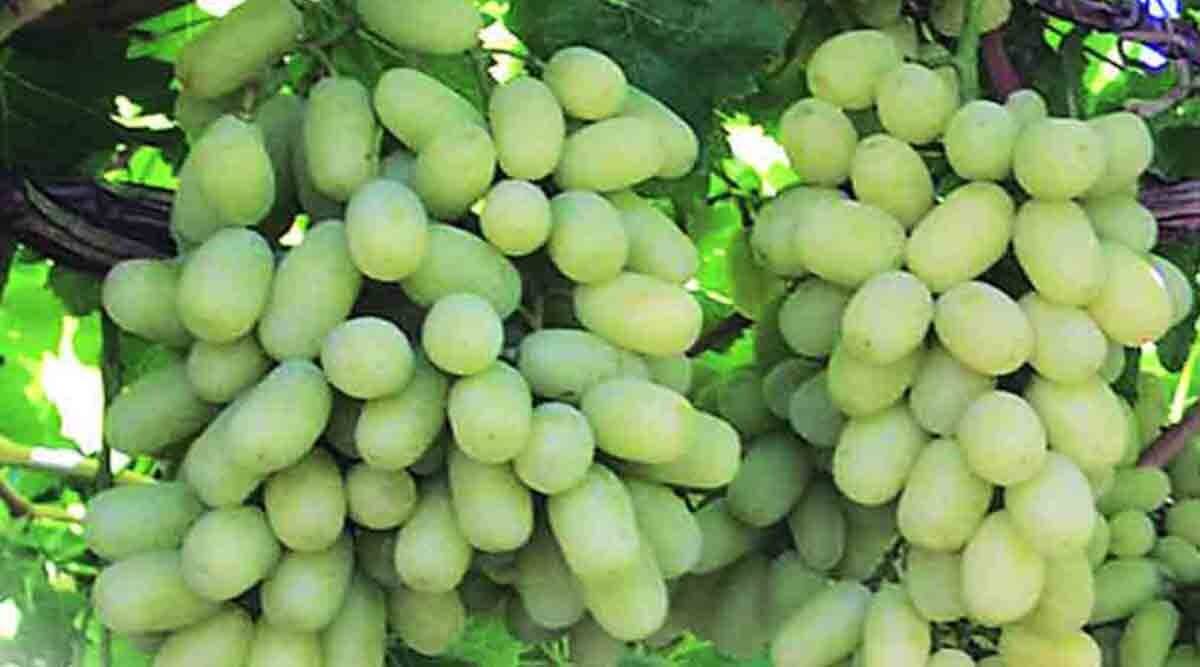 चीनला होणारी द्राक्ष निर्यात बंदच; ‘अपेडा’कडून वेळेत कार्यवाही झाली नसल्याचा द्राक्ष बागायतदार संघाचा आरोप