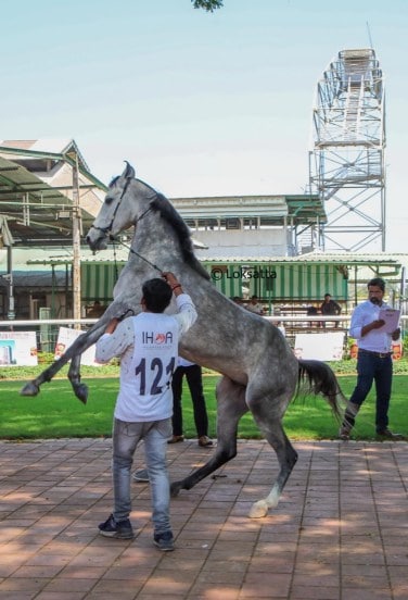 Marwadi Horse Show organised by Indigenous Horse Owners Association At Race course Pune