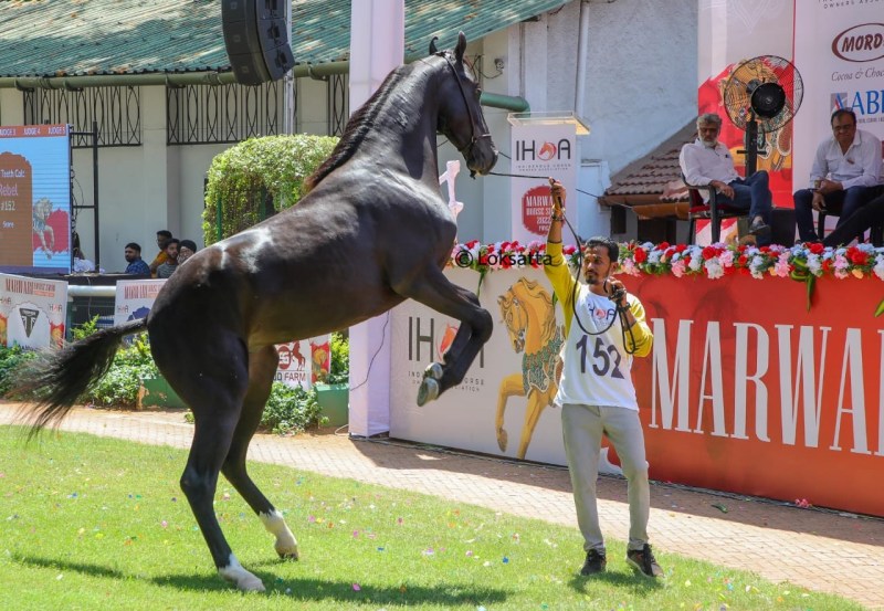 Marwadi Horse Show organised by Indigenous Horse Owners Association At Race course Pune