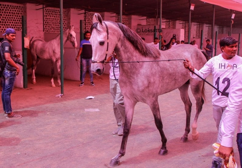 Marwadi Horse Show organised by Indigenous Horse Owners Association At Race course Pune