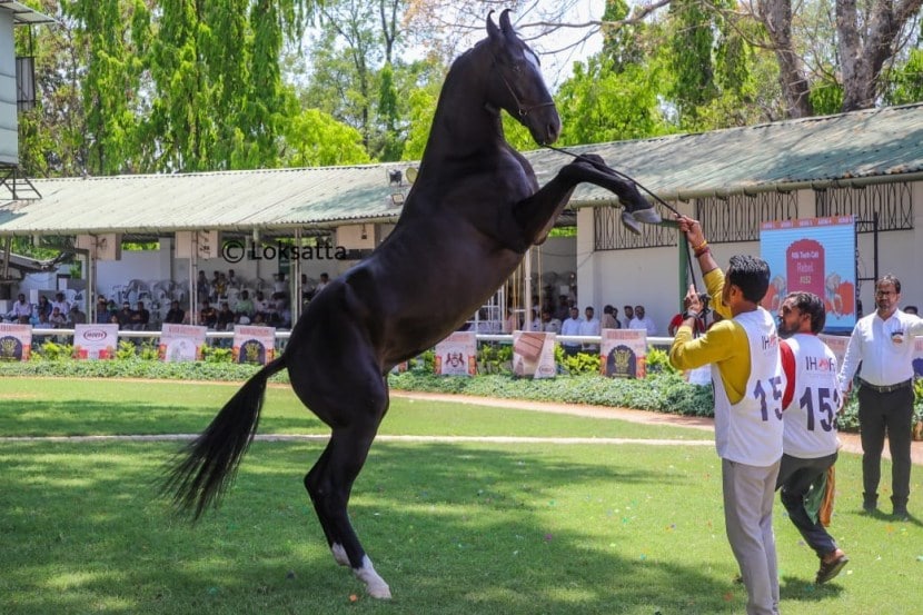 Marwadi Horse Show organised by Indigenous Horse Owners Association At Race course Pune