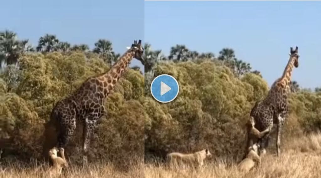 lions hunts a giraffe