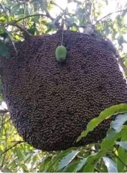 ‘या’ आंब्याला मिळालीये चक्क ‘Z+ सुरक्षा’; हा व्हायरल Photo एकदा बघाच