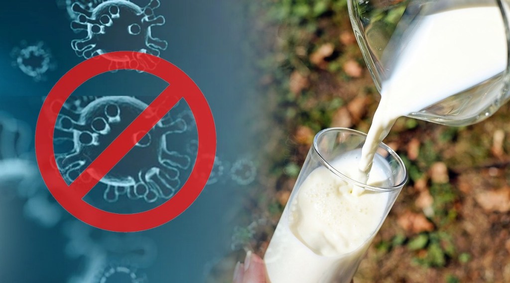ताज्या अभ्यासातून असे समोर आले आहे की गाईचे दूध देखील कोरोना संसर्गाशी लढण्यासाठी उपयुक्त आहे.(प्रातिनिधिक फोटो)
