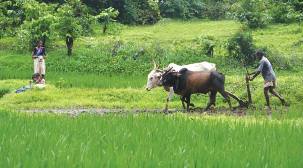 सेंद्रिय शेती उत्पादनात महाराष्ट्र देशात दुसरा