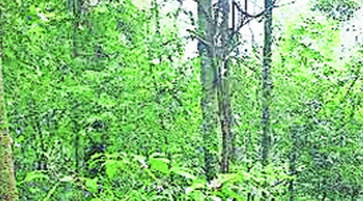 कुतूहल : आंतरराष्ट्रीय वन दिवस