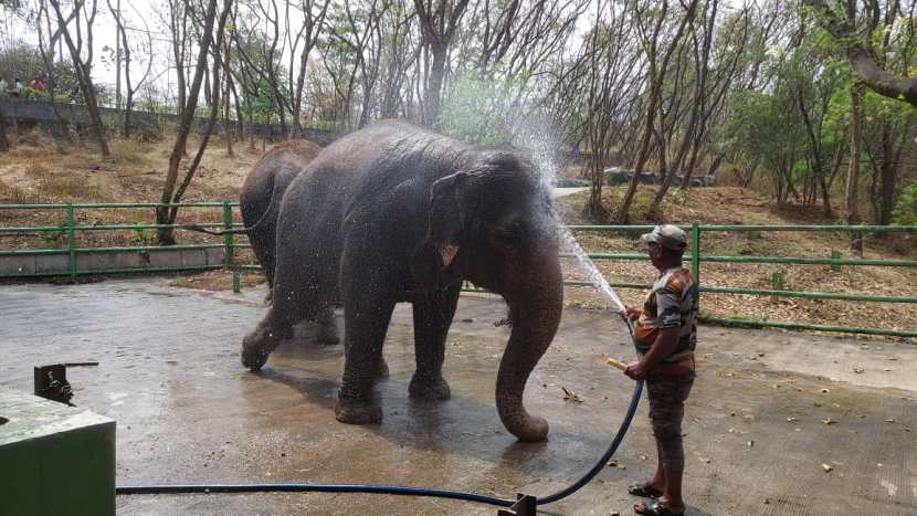 rajiv gandhi zoological park (1)