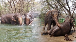 rajiv gandhi zoological park