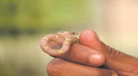 तुम्हाला किंवा जवळपासच्या कोणत्याही व्यक्तीला साप चावला तर तुम्ही ताबडतोब वैद्यकीय मदत घ्यावी. (photo credit: indian express)
