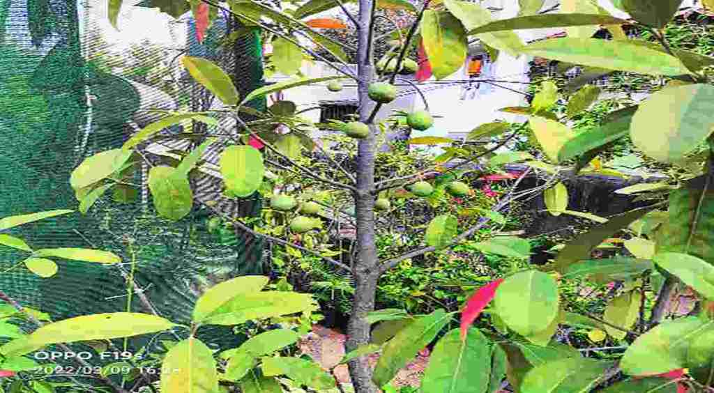 दुर्मीळ रुद्राक्षाची साताऱ्यात लागवड