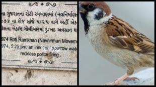 world sparrow day