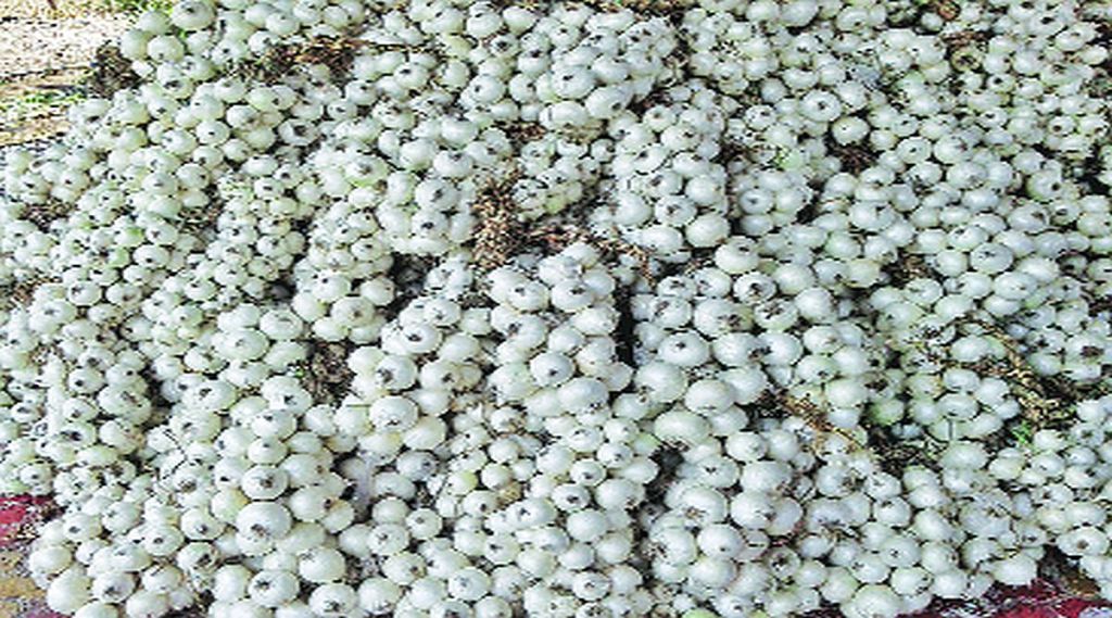 अलिबागचा पांढरा कांदा तेजीत; लहान कांद्याची १५० तर मोठय़ा कांद्याची २५० रुपयाने विक्री