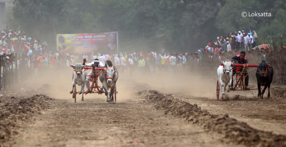 Bullock Cart Race Panvel