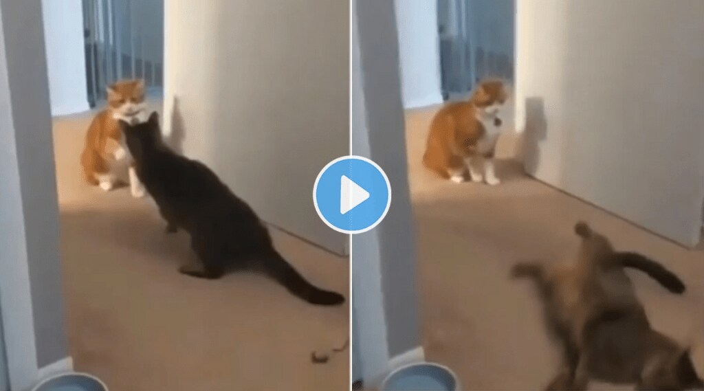 Cat_Fight