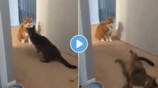 Cat_Fight