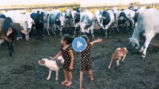 Cow_Girl_Dog_photo