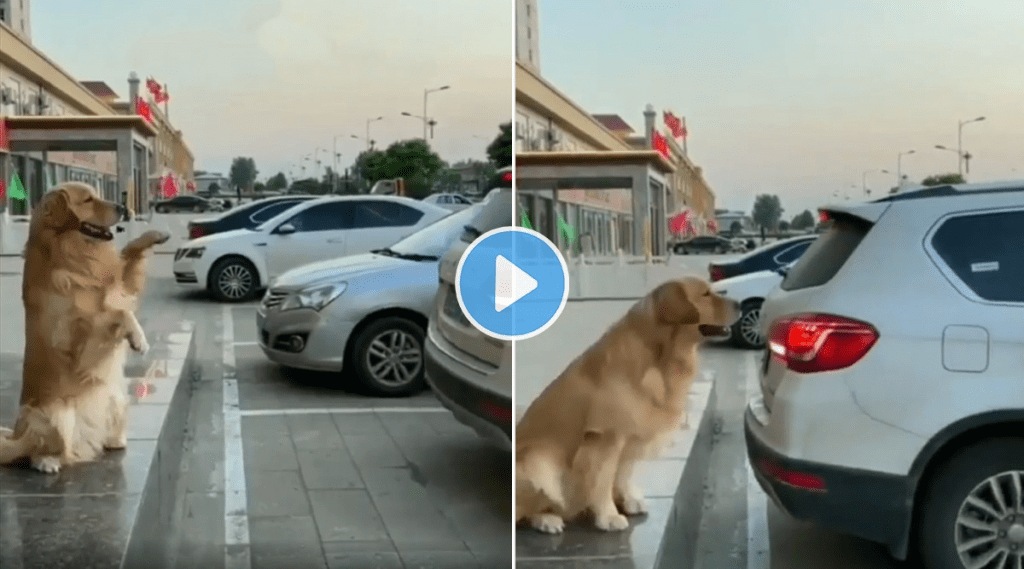Dog_Parking