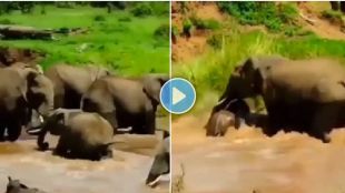 Elephant video