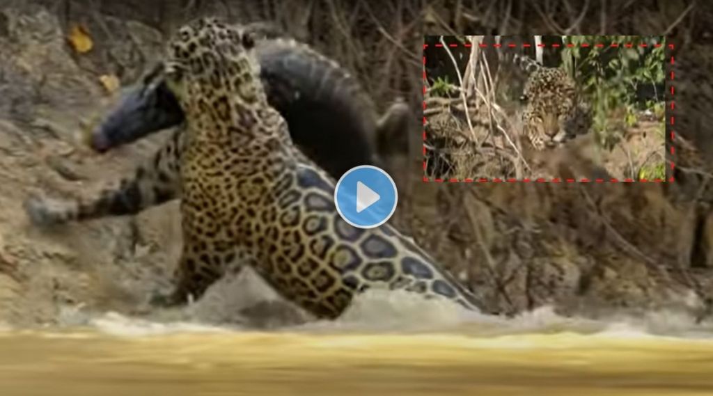 Jaguar Hunt Crocodile