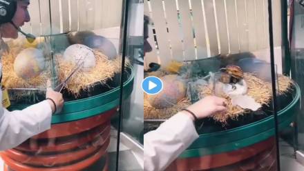 dinosaur-egg