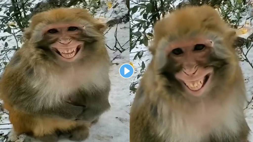 Monkey-Smile-Video-Viral