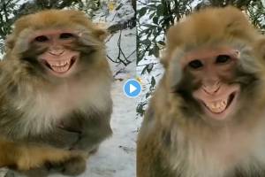 Monkey-Smile-Video-Viral