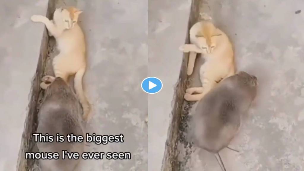 Cat-Mouse-Viral-Video