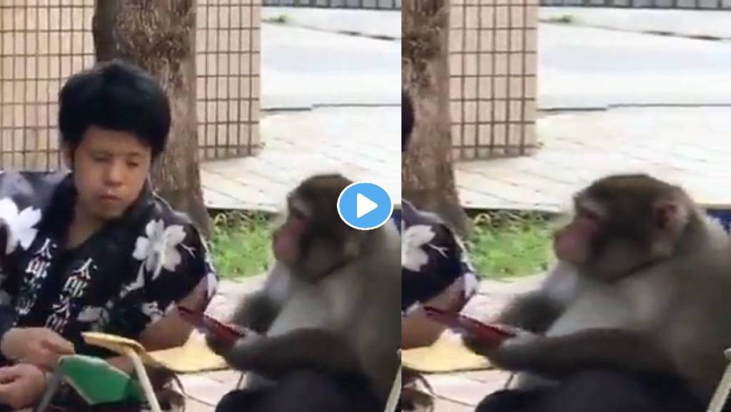 Monkey-Video-Viral